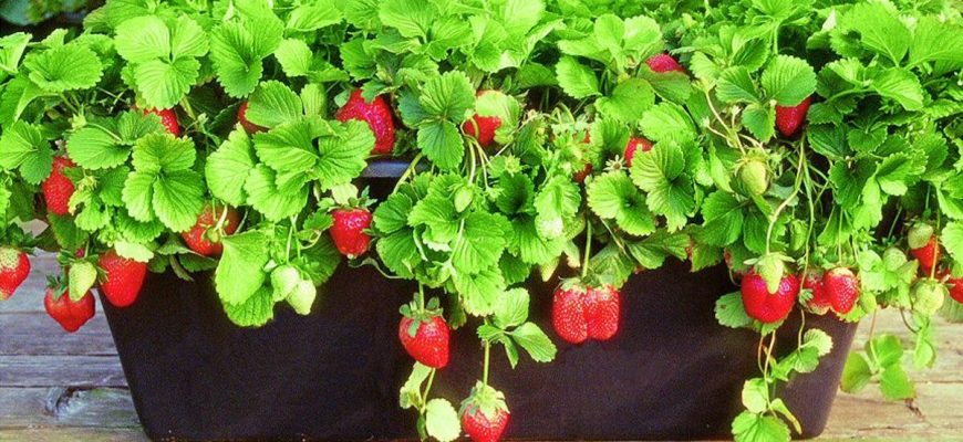 вырастить ягоды дома: лучшие способы