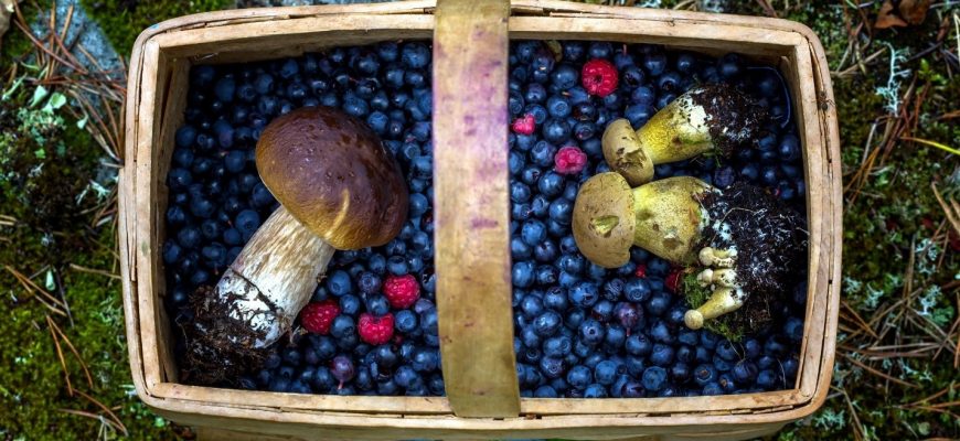 бизнес-план по выращиванию ягод и грибов