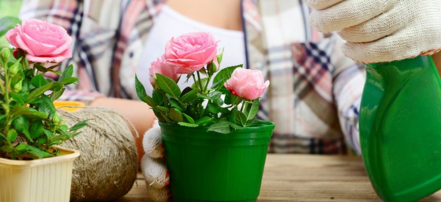 выращивание домашних роз