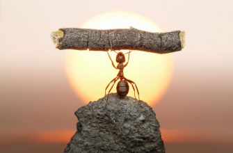 упорство настойчивость